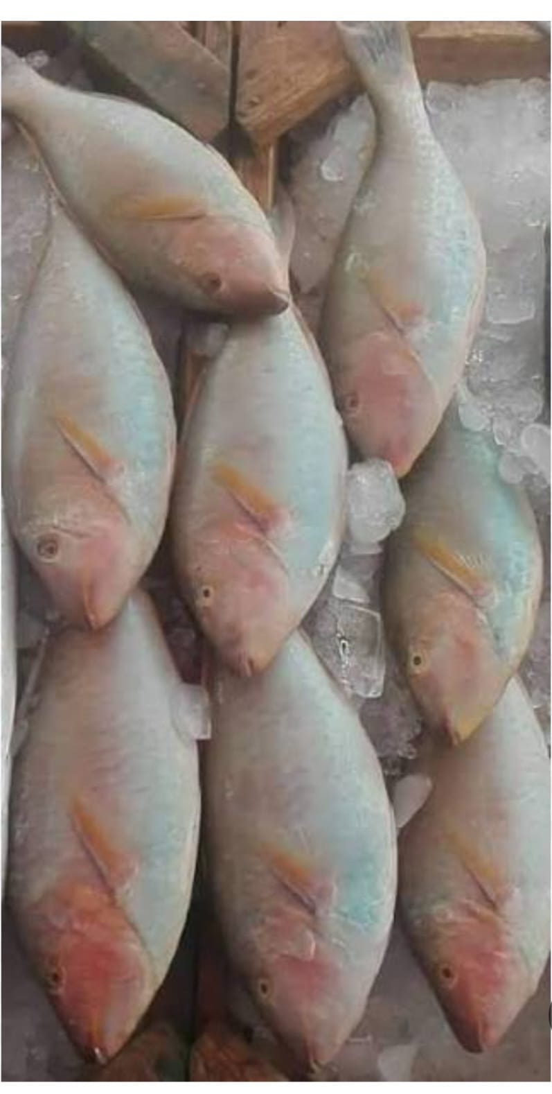 Poisson-perroquet blanc
